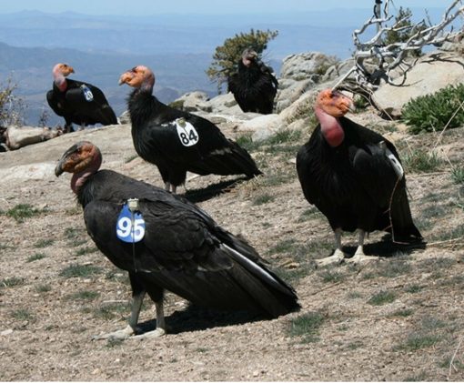 California condor (Gymnogyps californianus) - Image 11