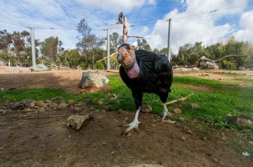 California condor (Gymnogyps californianus) - Image 3