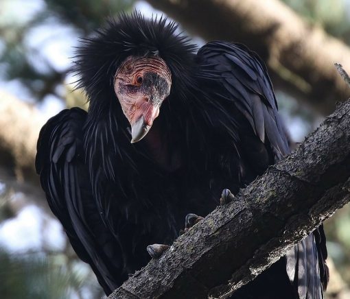 California condor (Gymnogyps californianus) - Image 4