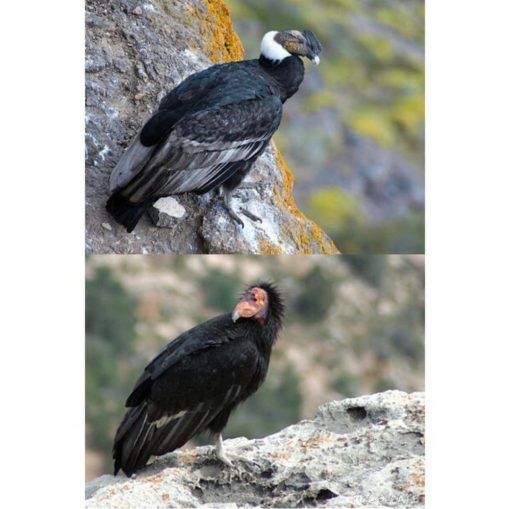 California condor (Gymnogyps californianus) - Image 6