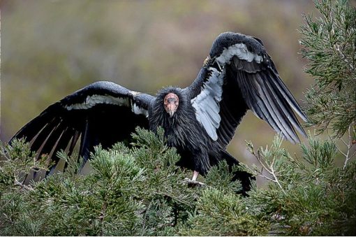 California condor (Gymnogyps californianus) - Image 7