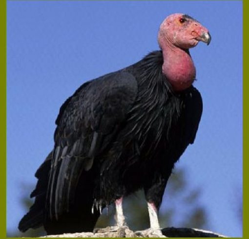 California condor (Gymnogyps californianus) - Image 8
