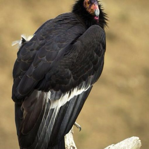 California condor (Gymnogyps californianus) - Image 9