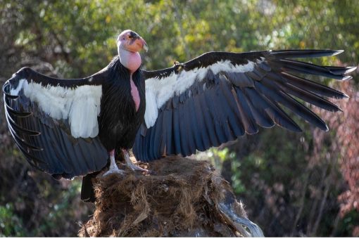 California condor (Gymnogyps californianus) - Image 10