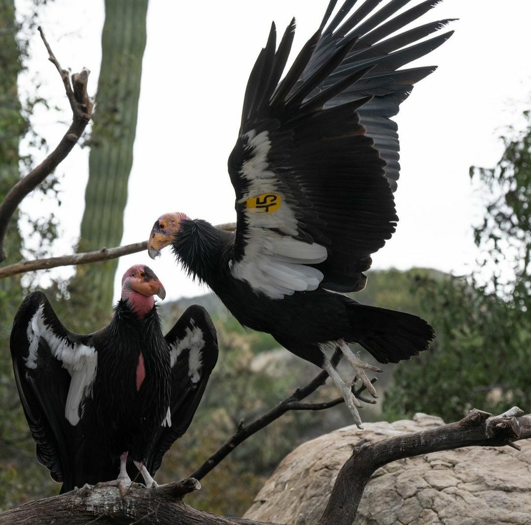 "California condor (Gymnogyps californianus) soaring majestically above the rugged California landscape, showcasing its impressive wingspan and distinctive black plumage with striking white wing markings. This endangered species is a symbol of conservation efforts and natural beauty in the western United States."