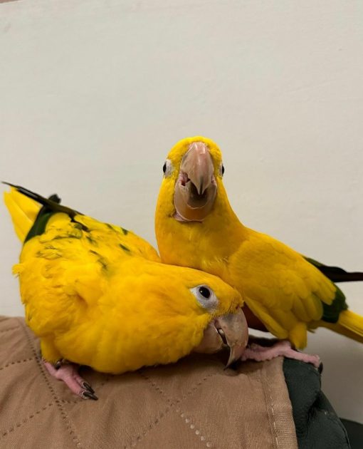 Golden Conure Birds - Image 2