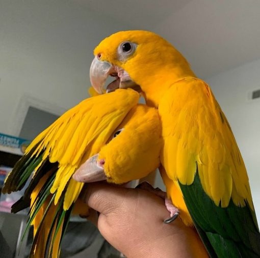 Golden Conure Birds - Image 4