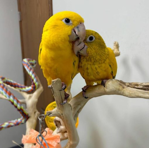 Golden Conure Birds - Image 3
