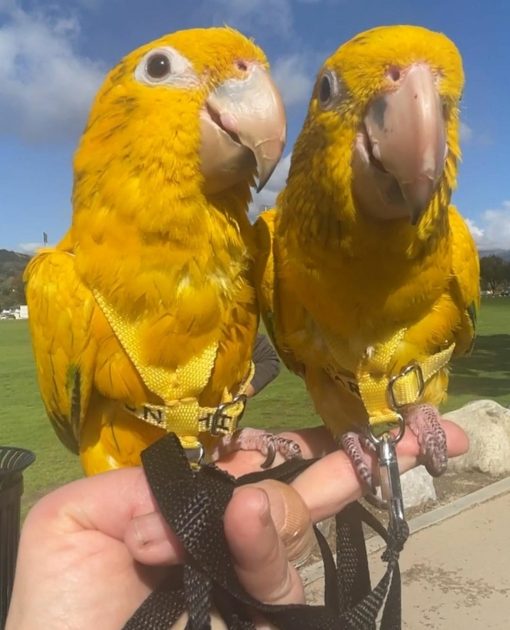Golden Conure Birds - Image 5