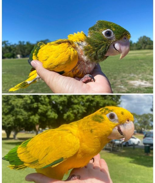 "Vibrant Golden Conure birds perched on a branch, showcasing their stunning yellow plumage and playful nature. These social parrots, native to Brazil, are known for their affectionate behavior and lively personalities, making them popular pets among bird enthusiasts."