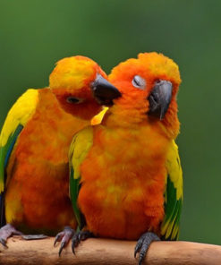 Conures Parrots