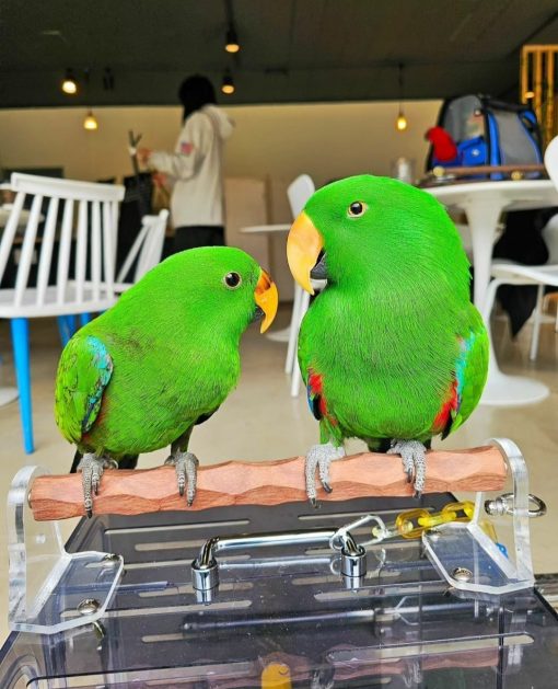 Solomon Island Eclectus Parrots - Image 8