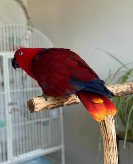 Solomon Island Eclectus Parrots - Image 7