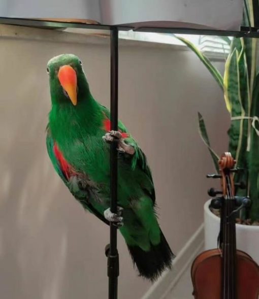 Solomon Island Eclectus Parrots - Image 6