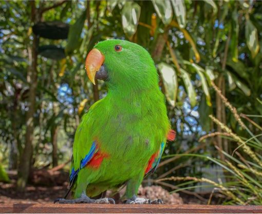 Solomon Island Eclectus Parrots - Image 5