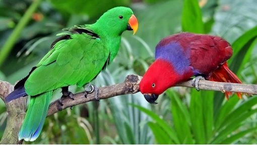 Solomon Island Eclectus Parrots - Image 4