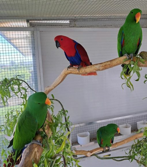 Solomon Island Eclectus Parrots - Image 9