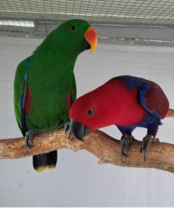 Solomon Island Eclectus Parrots