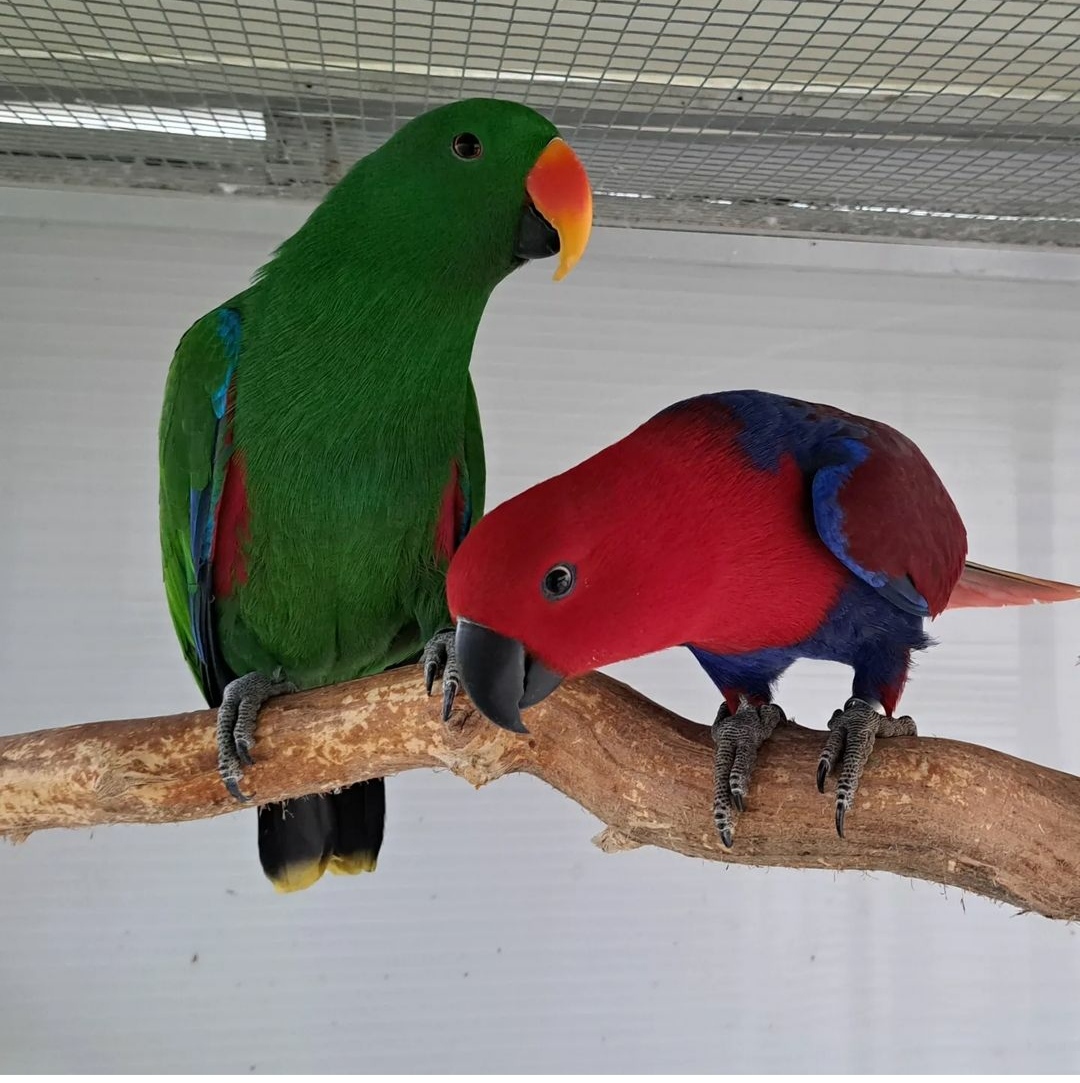 "Vibrant male and female Eclectus Parrots perched on a branch, showcasing their stunning plumage. The male features bright green feathers with a striking red underwing, while the female displays a beautiful mix of red and purple. Ideal for bird enthusiasts and pet lovers, these parrots are known for their intelligence and friendly nature."