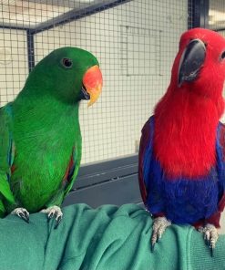 Solomon Island Eclectus Parrots