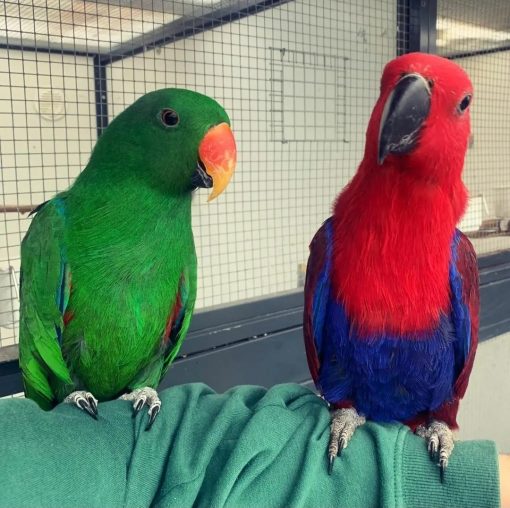 Solomon Island Eclectus Parrots - Image 2