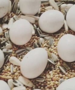 Harris Bird Eggs
