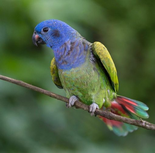 Pionus Parrots - Image 8