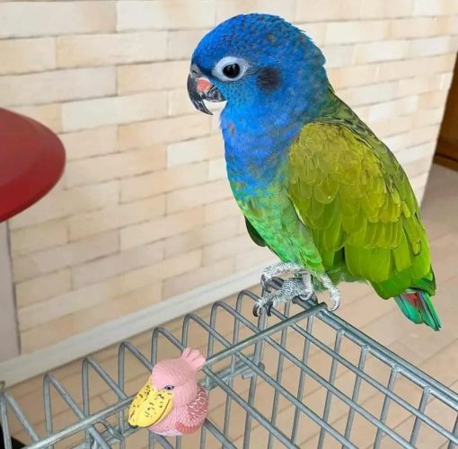 Pionus Parrots - Image 7