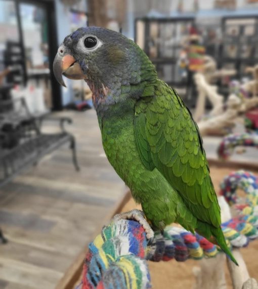 Pionus Parrots - Image 6