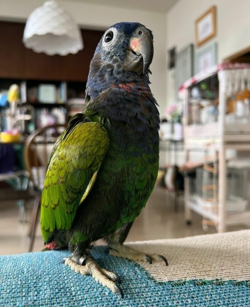 Pionus Parrots - Image 5