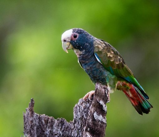 Pionus Parrots - Image 4