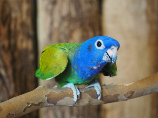 Pionus Parrots - Image 9