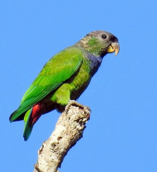 Pionus Parrots - Image 3