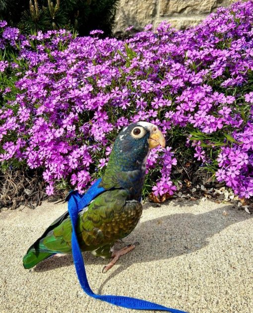 Pionus Parrots - Image 2