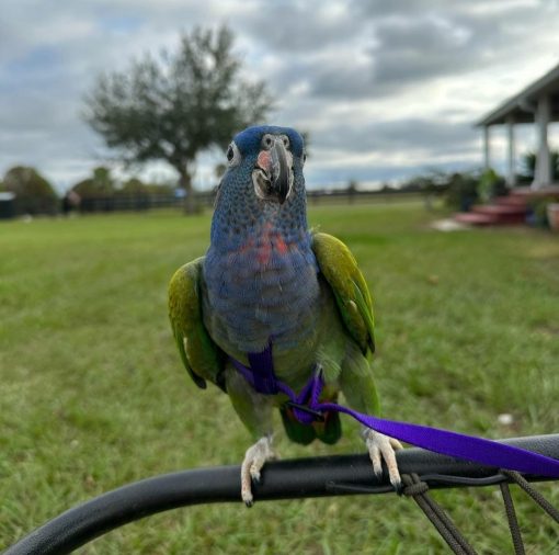 "Vibrant and intelligent Pionus Parrots for sale – friendly, quiet, and affectionate companions. Perfect pet parrots with striking colors and gentle temperaments. Shop now!"