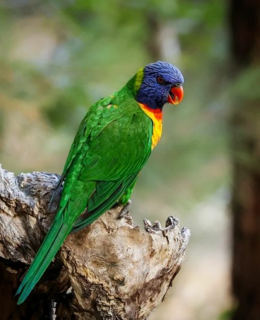 Rainbow Lorikeet Birds - Image 3