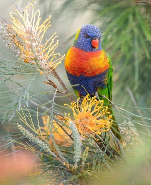 Rainbow Lorikeet Birds - Image 4