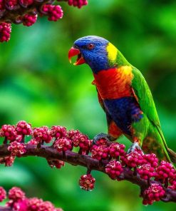 Rainbow Lorikeet Birds