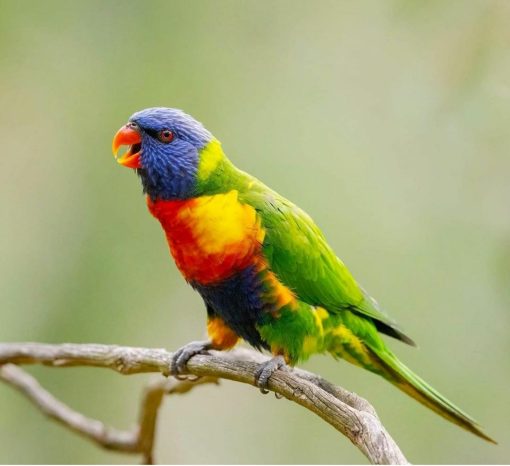 Rainbow Lorikeet Birds - Image 5
