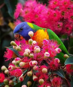Rainbow Lorikeet Birds
