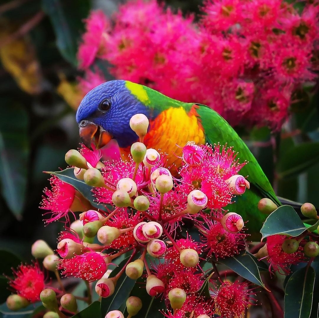 "Colorful Rainbow Lorikeet birds perched on a branch, showcasing their vibrant plumage with bright green, blue, and orange feathers in a natural habitat setting."