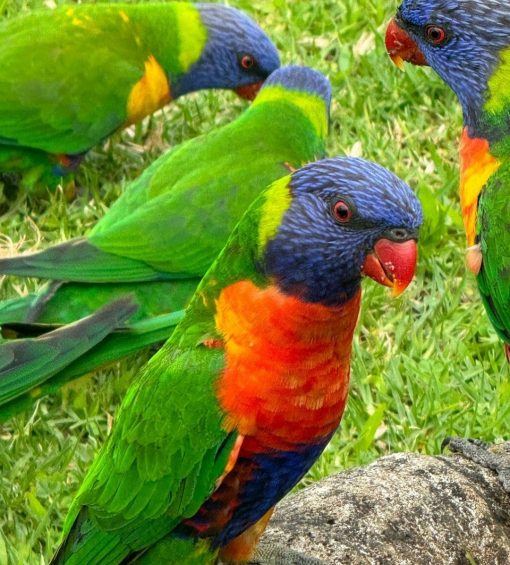 Rainbow Lorikeet Birds - Image 9