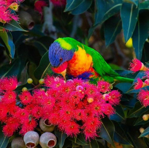 Rainbow Lorikeet Birds - Image 10