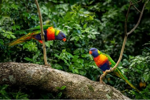 Rainbow Lorikeet Birds - Image 8