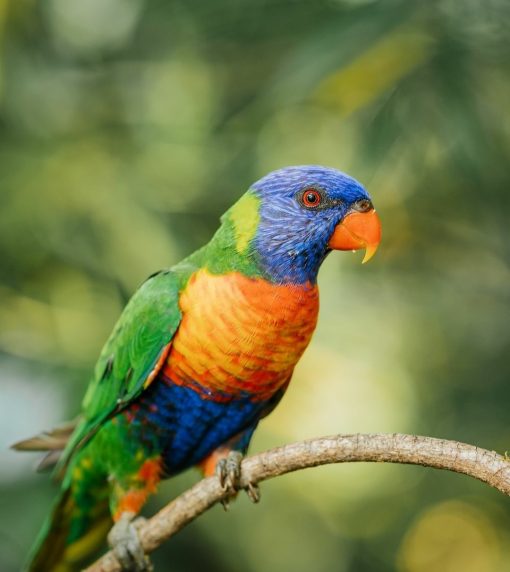Rainbow Lorikeet Birds - Image 7