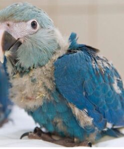 Spix’s Macaw Baby Parrots