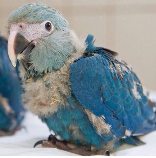 "Spix's Macaw baby parrots showcasing vibrant blue and yellow feathers, known for their friendly personalities and stunning appearance, perfect for exotic bird enthusiasts and collectors."
