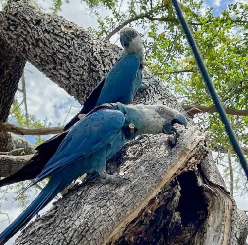 Spix's Macaw Parrots - Image 4