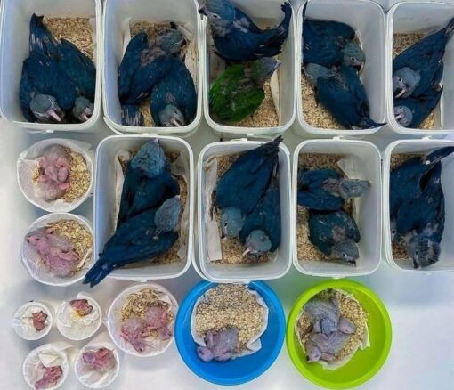 Spix’s Macaw Baby Parrots - Image 4