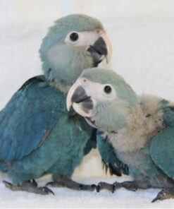 Spix’s Macaw Baby Parrots